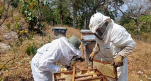 La apicultura puntana vuelve a reunirse para proyectar su futuro productivo