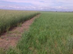 Los cultivos de cobertura como una estrategia de control de malezas con menor impacto ambiental