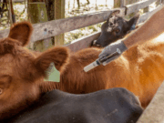 Los productores podrán elegir un veterinario privado para vacunar contra la aftosa