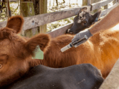 Los productores podrán elegir un veterinario privado para vacunar contra la aftosa