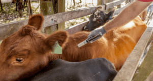 Los productores podrán elegir un veterinario privado para vacunar contra la aftosa