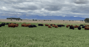 Huguenine asegura que la IATF ordena el rodeo y multiplica la eficiencia de la cría bovina