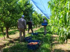 Productores y emprendedores rurales tendrán su espacio de diálogo y herramientas en la Mesa Sectorial de Sol Puntano