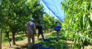 Productores y emprendedores rurales tendrán su espacio de diálogo y herramientas en la Mesa Sectorial de Sol Puntano