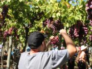 San Luis impulsa una mesa sectorial para fortalecer la producción frutihortícola en 2026