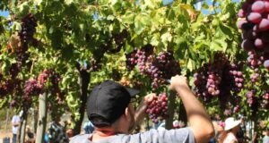 San Luis impulsa una mesa sectorial para fortalecer la producción frutihortícola en 2026