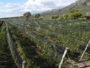 “Fuertes como la roca y en busca del sol”: el viñedo puntano que conquistó al mundo desde el semiárido