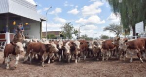 Escasa oferta y terneros de gran calidad sostuvieron valores firmes en el remate de Ganadera del Sur