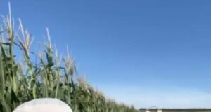 Récord en San Luis: 12.000 kilos por hectárea de maíz y una lección clave sobre cómo exprimir cada milímetro de agua