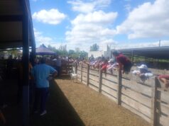 Impulso a la producción familiar con un remate histórico de genética animal en Sol Puntano