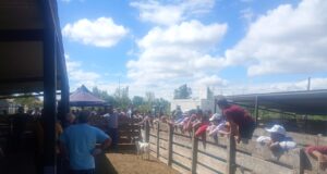 Impulso a la producción familiar con un remate histórico de genética animal en Sol Puntano