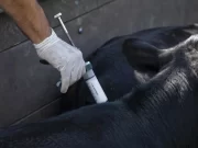 Fuerte rechazo del campo a los cambios en la vacunación contra la aftosa