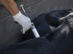 Fuerte rechazo del campo a los cambios en la vacunación contra la aftosa