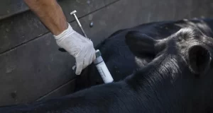 Fuerte rechazo del campo a los cambios en la vacunación contra la aftosa