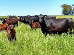 El margen bruto impulsa a la cría bovina y confirma su rentabilidad en San Luis