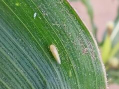 San Luis mantiene bajo control la chicharrita del maíz, pero recomiendan reforzar el monitoreo en toda la provincia