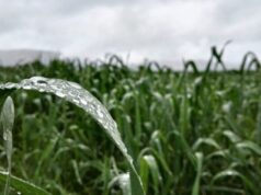 Marzo sorprende con una inusual racha de lluvias en todo San Luis