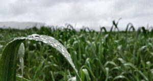 Marzo sorprende con una inusual racha de lluvias en todo San Luis