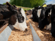 El margen bruto del feedlot vuelve a ser positivo después de seis meses