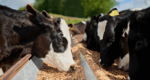 El margen bruto del feedlot vuelve a ser positivo después de seis meses