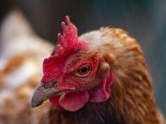 Córdoba registró su primer brote de influenza aviar en aves comerciales
