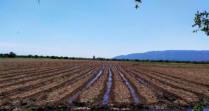 Desde este miércoles se podrá informar la intención de siembra del período otoño-invierno