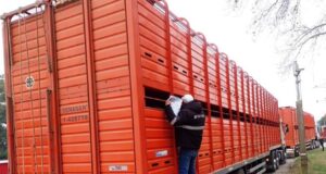 Córdoba avanza hacia la digitalización del tránsito ganadero con un nuevo proyecto de ley