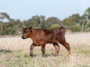 Terneros centinela: Eficaz herramienta de vigilancia epidemiológica de la fiebre aftosa