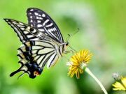 Polinizadores en caída libre