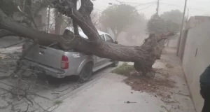 El peligro crece en las calles de San Luis por la falta de gestión del arbolado