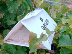 La Pampa: Vigilancia fitosanitaria para prevenir plagas en la producción vitícola