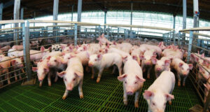 Créditos valor producto: casi $14.000 millones destinados al sector porcino