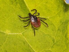 Detectan una bacteria transmitida por garrapatas en fauna silvestre