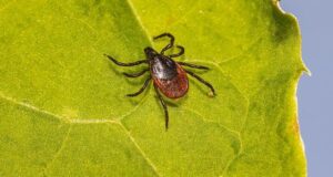 Detectan una bacteria transmitida por garrapatas en fauna silvestre