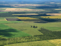 Los inversores extranjeros vuelven a preguntar para comprar campos en el país