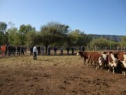 Recría en monte gana terreno en el norte de San Luis con resultados que entusiasman al sector
