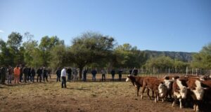 Recría en monte gana terreno en el norte de San Luis con resultados que entusiasman al sector