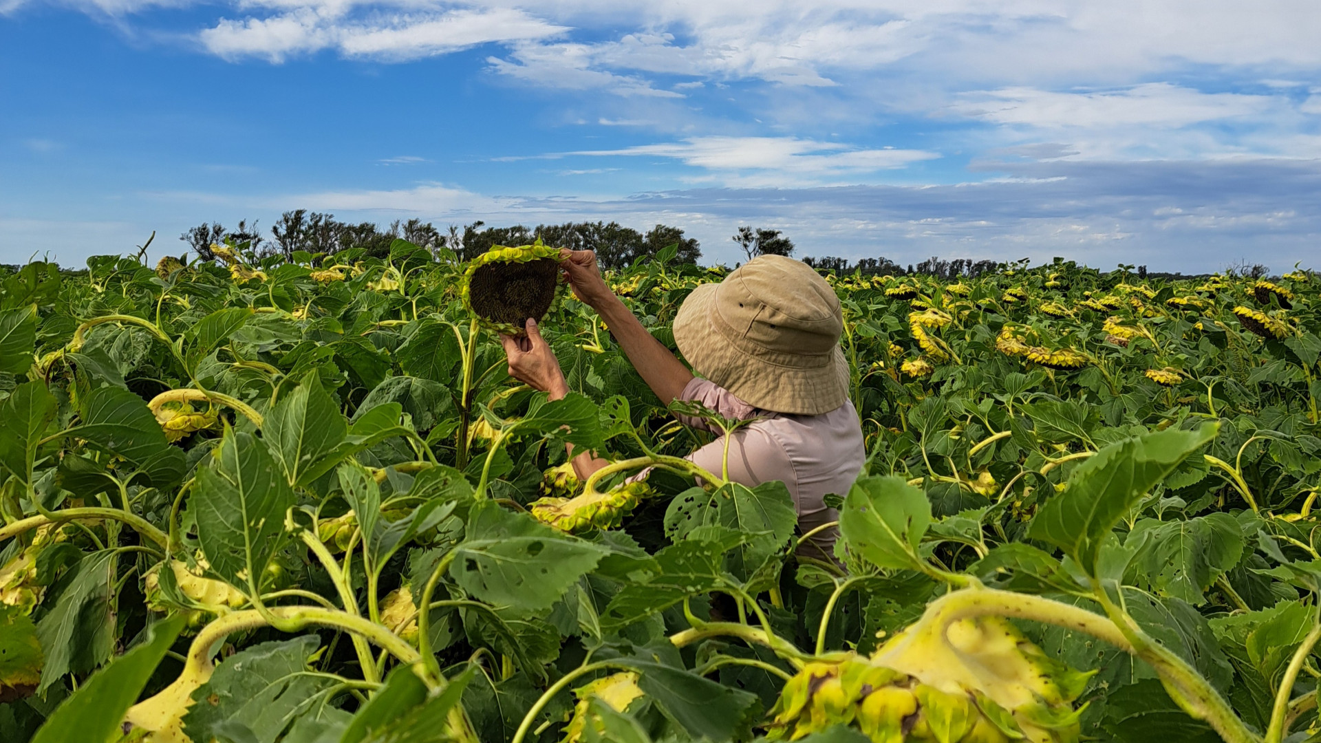 San Luis: un análisis por ambientes en girasol revela diferencias de hasta 1.006 kg/ha y abre la puerta a optimizar costos