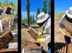 Avanza en Mendoza un relevamiento clave para fortalecer la sanidad y el crecimiento de la apicultura