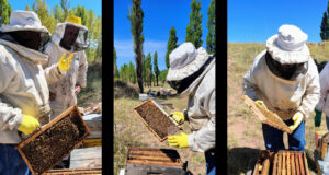 Avanza en Mendoza un relevamiento clave para fortalecer la sanidad y el crecimiento de la apicultura