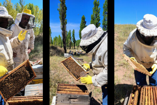 Avanza en Mendoza un relevamiento clave para fortalecer la sanidad y el crecimiento de la apicultura