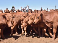 San Luis perdió más de 14 mil cabezas en un año y crece la preocupación por la faena de hembras