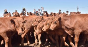 San Luis perdió más de 14 mil cabezas en un año y crece la preocupación por la faena de hembras
