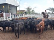 El ternero liviano superó los $8.000 y lideró la firmeza de precios en el remate de Ganadera del Sur