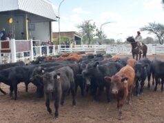 El ternero liviano superó los $8.000 y lideró la firmeza de precios en el remate de Ganadera del Sur