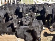 Proyecciones 2026: oferta limitada y un nuevo perfil de demanda