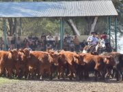 Más de 900 terneros y genética de excelencia coronaron una Fiesta histórica en Villa Mercedes