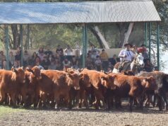 Más de 900 terneros y genética de excelencia coronaron una Fiesta histórica en Villa Mercedes