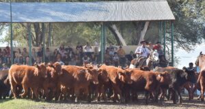 Más de 900 terneros y genética de excelencia coronaron una Fiesta histórica en Villa Mercedes