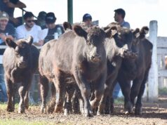 Valores de la hacienda: el mercado local parece estar buscando un nuevo equilibrio de precios